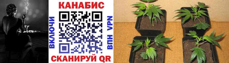 где купить наркоту Покачи Конопля Ganja